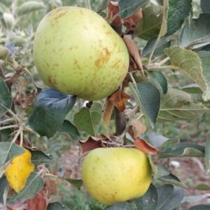 Pommier Reinette du Canada Blanc Terra'Terre