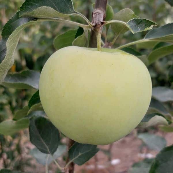 Pommier Transparente Blanche