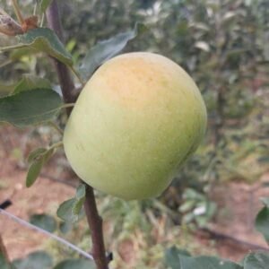 Pommier Transparente de Croncels