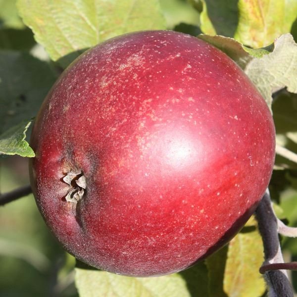Baguette d'Hiver apple tree - Terra'Terre