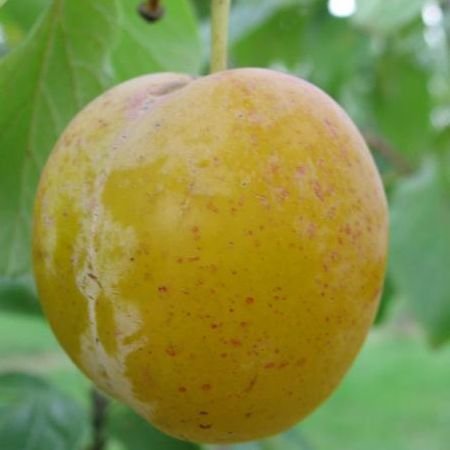 Prunier Reine-Claude d'Oullins