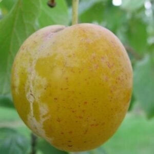 Plum tree Reine-Claude d'Oullins