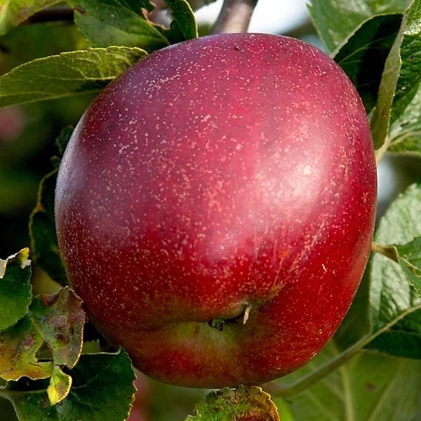 Colapuis apple tree - Terra'Terre