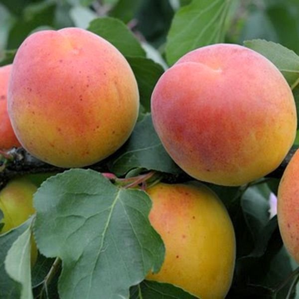 Pêche de Nancy apricot tree - Terra'Terre