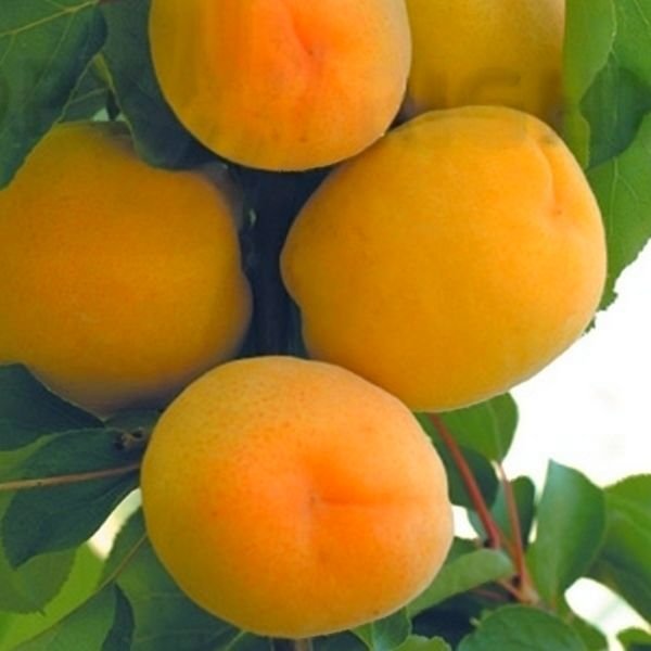 Polonais apricot tree - Terra'Terre