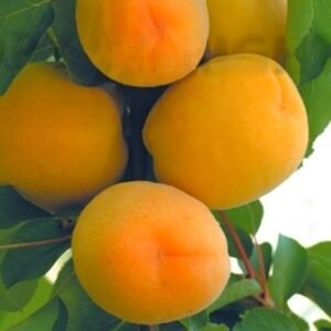 Abricotier Polonais La pépinière Terra'Terre