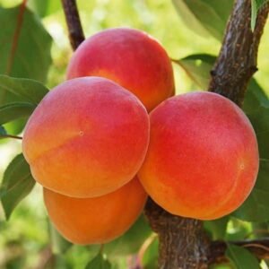 Rouge du Roussillon apricot tree - Terra'Terre