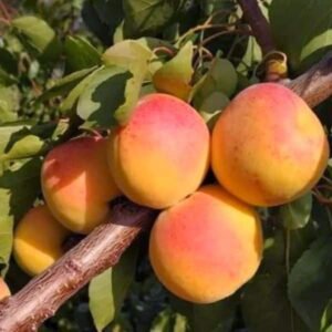 Abricotier Tardif de Tarbes La pépinière Terra'Terre