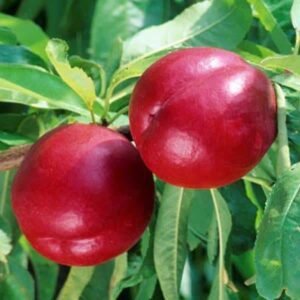 Nectarinier Fantasia - La Pépinière TerraTerre