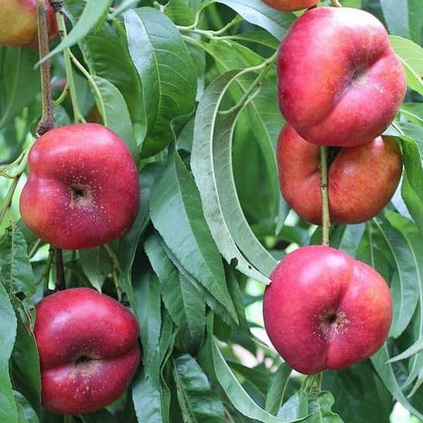 Mesembrine nectarine tree - Terra'Terre