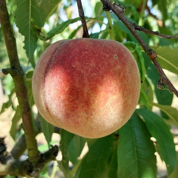 Grosse Mignonne peach tree - Terra'Terre