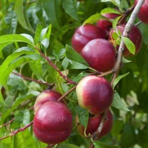 Nectarinier Nectarose - La Pépinière TerraTerre