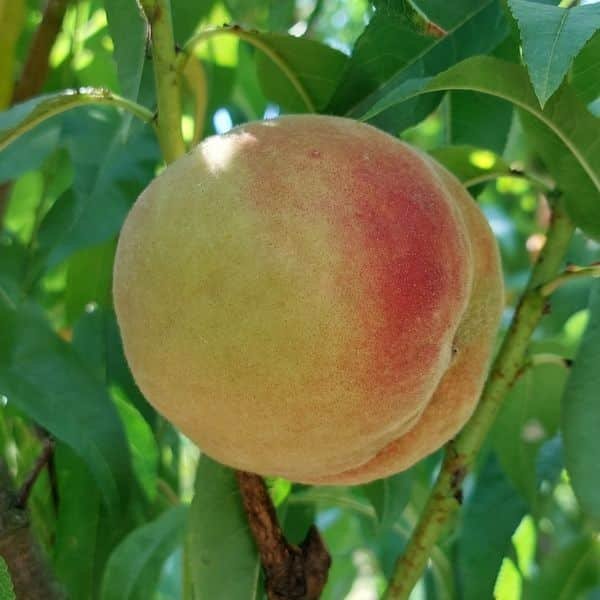 Reine des Vergers peach tree