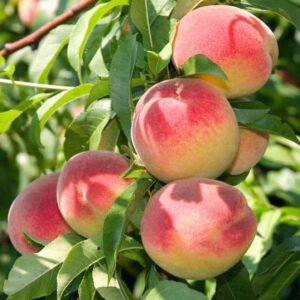 Pêcher red haven - La pepinière Terra'Terre