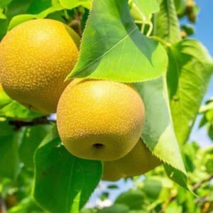 nashi kosui - la pépinière Terra'Terre