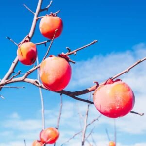 Kaki Muscat - La pepiniere Terra'Terre