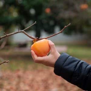 The 5 best varieties of persimmon persimmon dyospiros