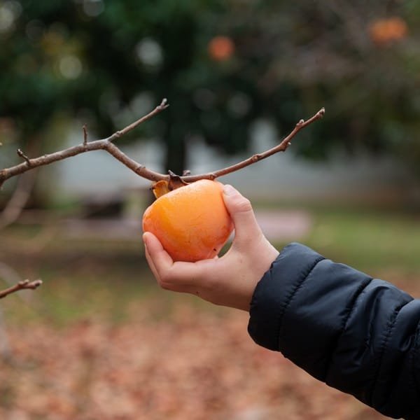 The 5 best varieties of persimmon persimmon dyospiros