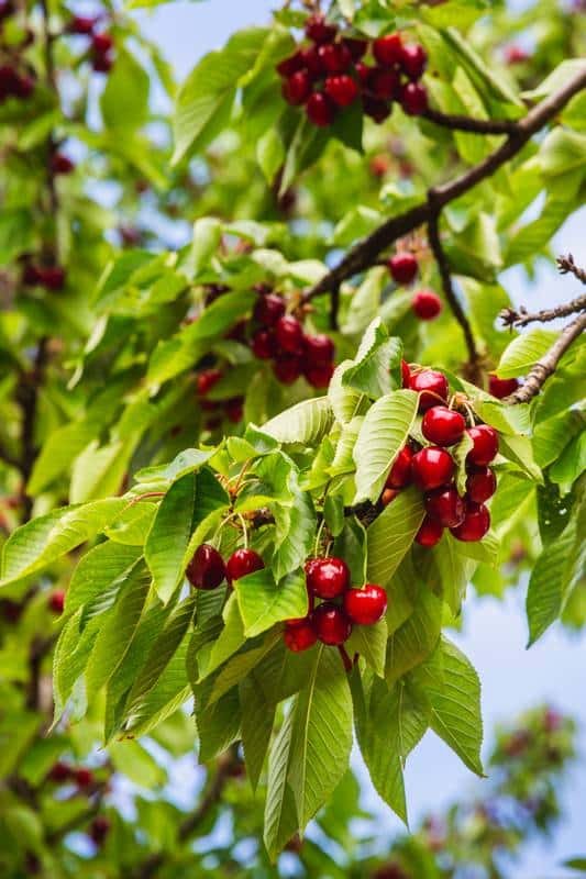 Best Cherry Varieties