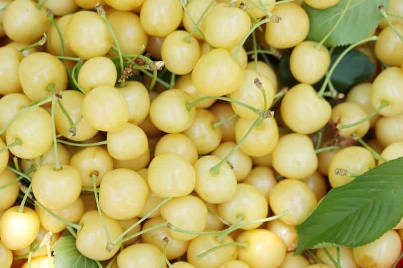 White cherry