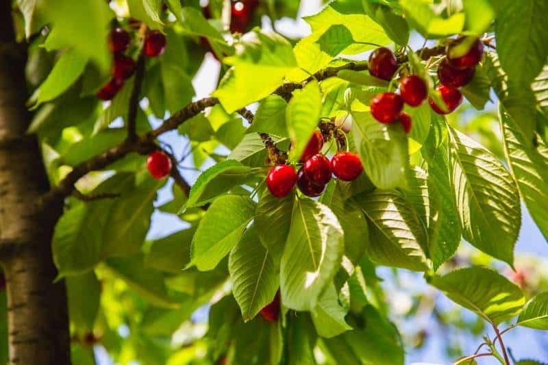 Cherry tree Birard Cherry Cherry