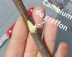 English Grafting at a Gallop 2