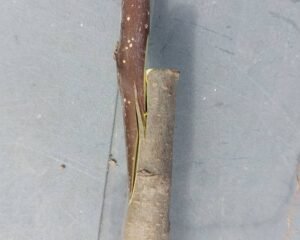 English grafting at a gallop