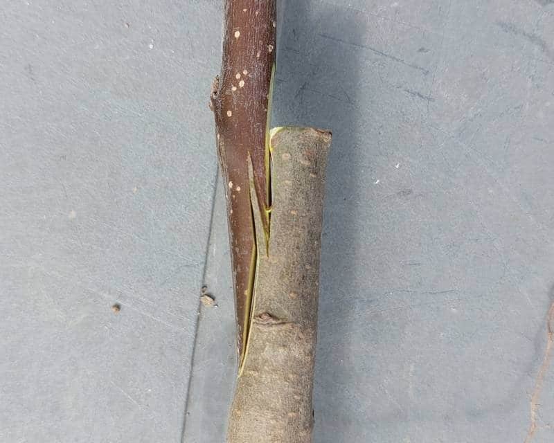 English grafting at a gallop