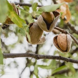 Texas almond tree - Terra'Terre