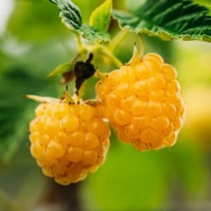 Fall Gold raspberry cane - Terra'Terre