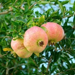 Agat pomegranate tree - Terra'Terre