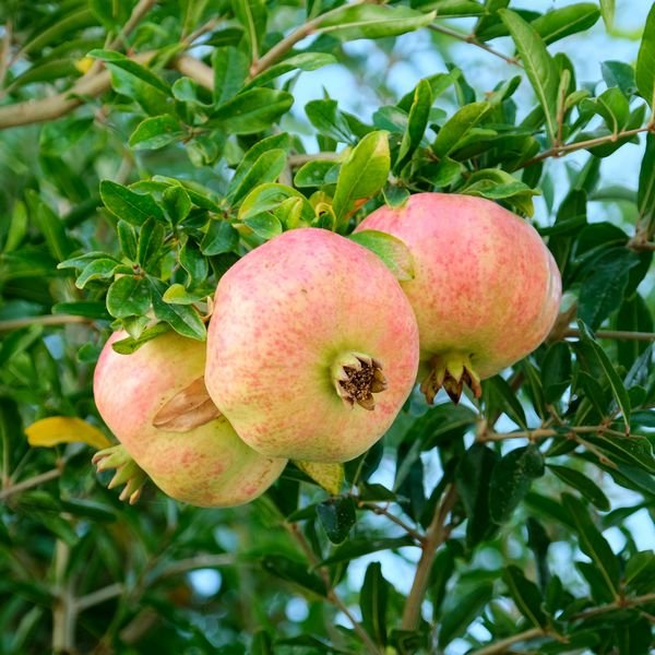 Agat pomegranate tree - Terra'Terre