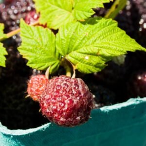 Tayberry bramble - Terra'Terre