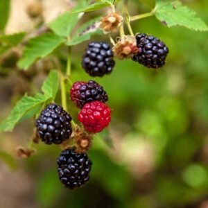 Triple Crown blackberry - Terra'Terre