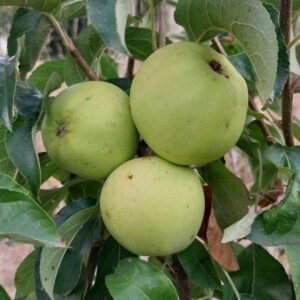 Pommier Chanteclerc