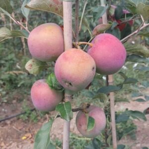 Rose de Berne apple tree - Terra'Terre
