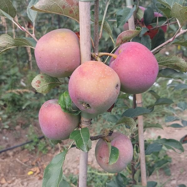 Rose de Berne apple tree - Terra'Terre