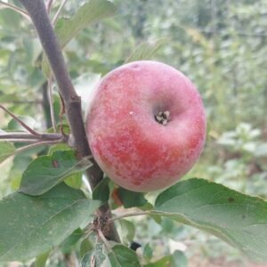 Pommier Rote Gardeteler