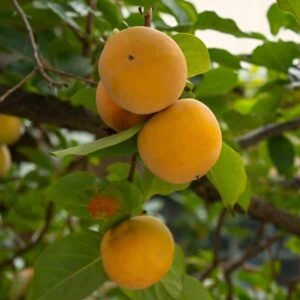 Canino apricot tree - Terra'Terre