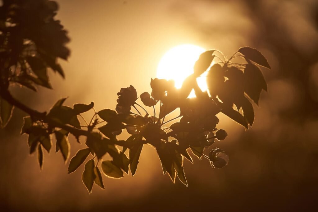 Branche de Pommier Pépinière En Ligne Terra'Terre