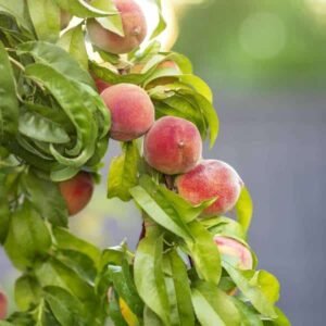 Madeleine de Courson peach tree - Terra'Terre