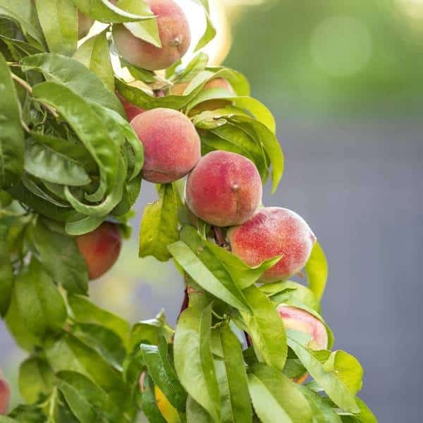 Madeleine de Courson peach tree - Terra'Terre