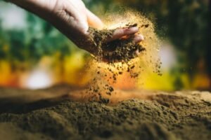 Which fertilizer for fruit tree