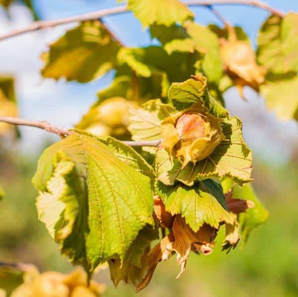 Best hazelnut variety (4)