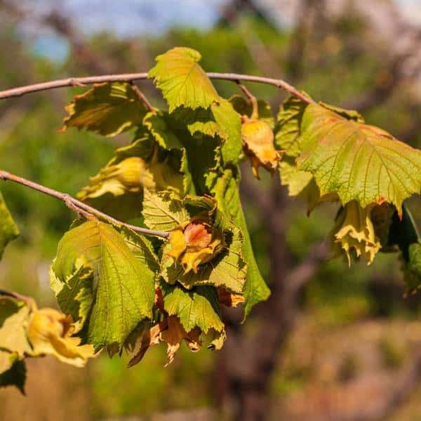 Best hazelnut variety (5)