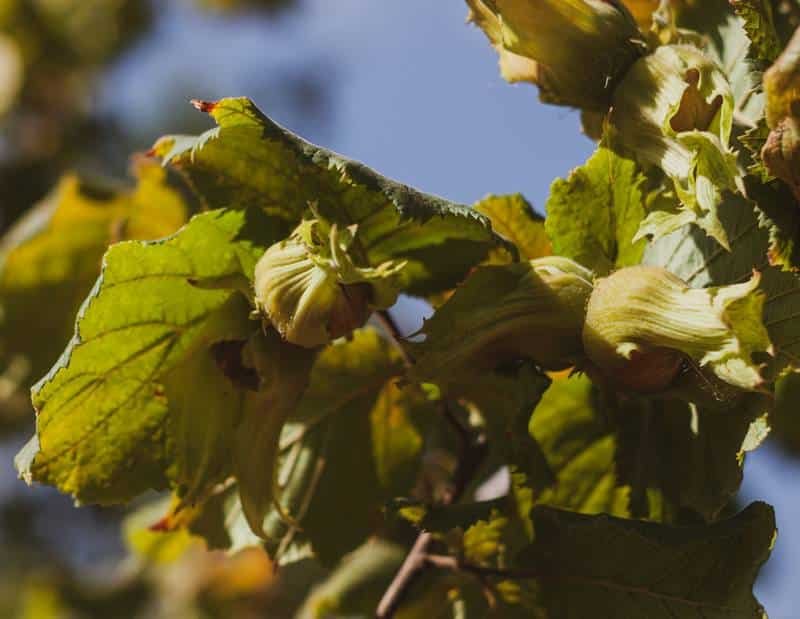 Best hazelnut variety (6)