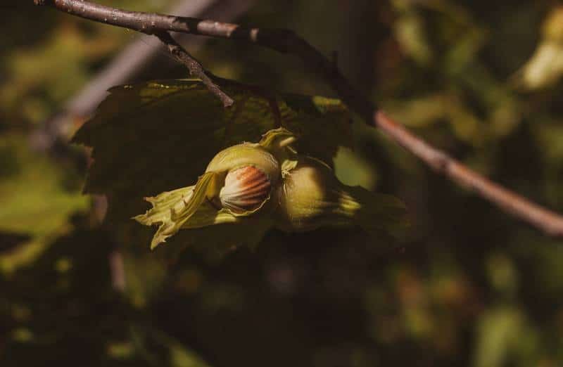 Best hazelnut variety (7)