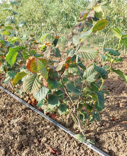 Cosford Hazelnut Best Variety