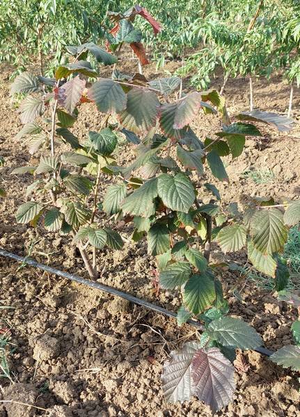 Hazelnut Juningia Best Variety