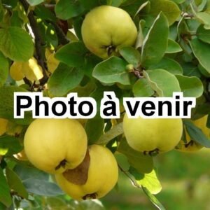 Cognassier Photo à venir